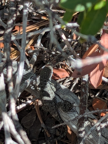 iNaturalist observation photo of Spiny Lizards