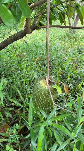 Soursop