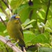Lesser Antillean Euphonia - Photo (c) Essy_J, all rights reserved, uploaded by Essy_J