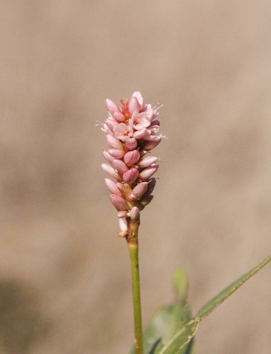 water smartweed