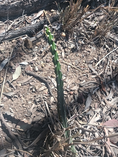 Moon Cactus