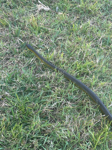 Common Tree Snake sighting