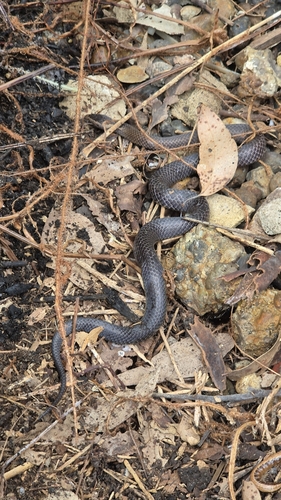 Golden-crowned Snake sighting