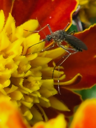 Unknown species found near Morningside, Overland Park, KS 66204, USA