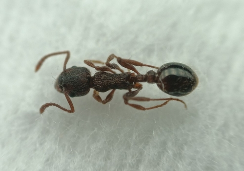 Myrmica bakurianicaMyrmica bakurianica
