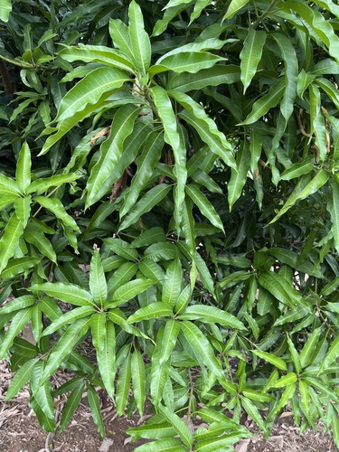 Indian mango
