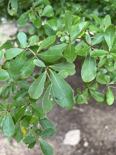 Madagascar almond