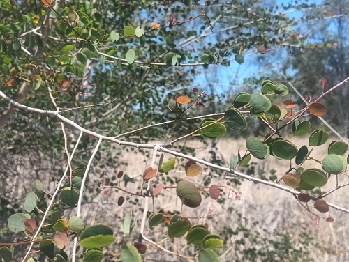 White Bauhinia