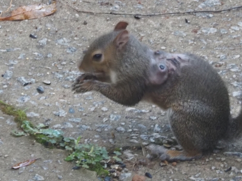 Unknown species found near Fulton County, US-GA, US