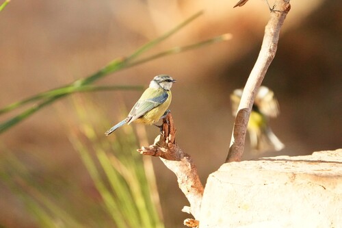 Avistamiento Cyanistes caeruleus