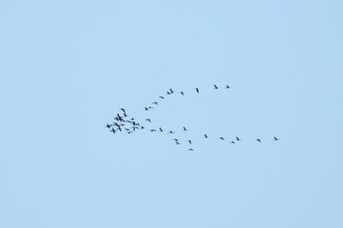 Avistamiento Morito común (Marismas Odiel)