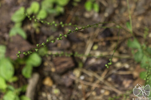 Hairy Agrimony