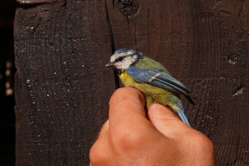 Avistamiento Cyanistes caeruleus