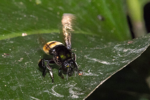 Eufriesea vidua