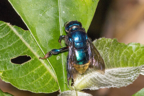 Eufriesea fragrocara