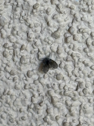 Unknown species found near New Mexico, US
