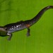 Medellín Mushroomtongue Salamander - Photo (c) Esteban Alzate Basto, all rights reserved, uploaded by Esteban Alzate Basto