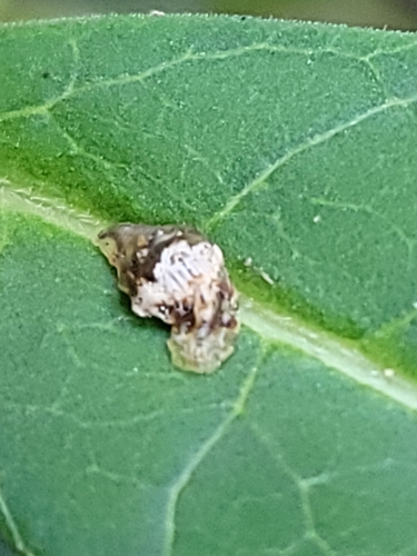 Unknown species found near Alabama, US