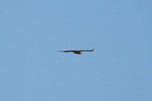 Avistamiento Águila imperial ibérica