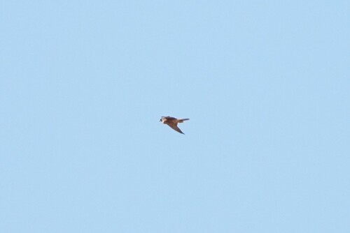 Avistamiento Halcón peregrino
