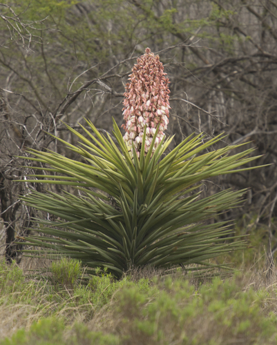 Spanish dagger