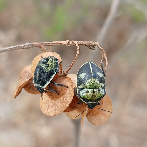 Common Voodoo Shieldbug