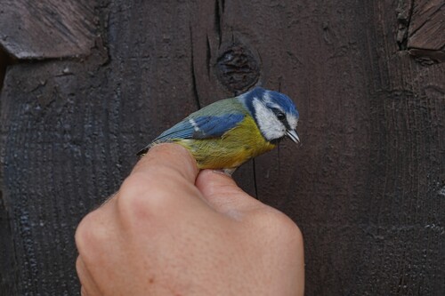 Avistamiento Cyanistes caeruleus