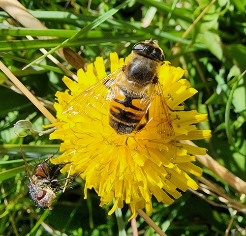Unknown species found near Cody, WY 82414, USA