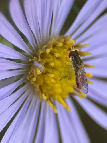 Unknown species found near W Maude Ave, Arlington Heights, IL, US