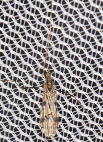 Unknown species found near Hancock County, IL, USA