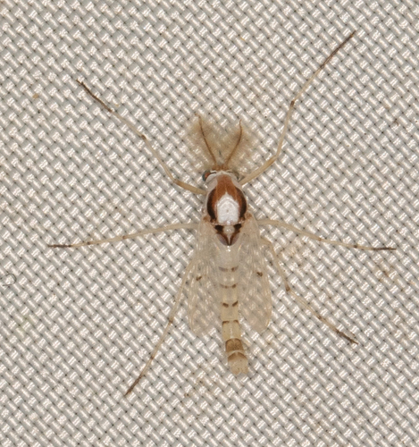Unknown species found near Hancock County, IL, USA