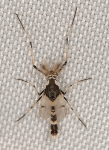Unknown species found near Hancock County, IL, USA