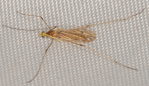 Unknown species found near Hancock County, IL, USA