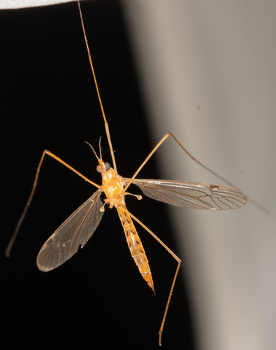 Unknown species found near Hancock County, IL, USA