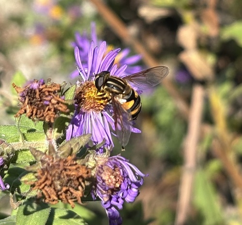 Unknown species found near Chicago Botanic Garden, Glencoe, IL, US