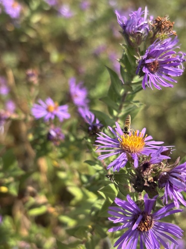 Unknown species found near Chicago Botanic Garden, Glencoe, IL, US