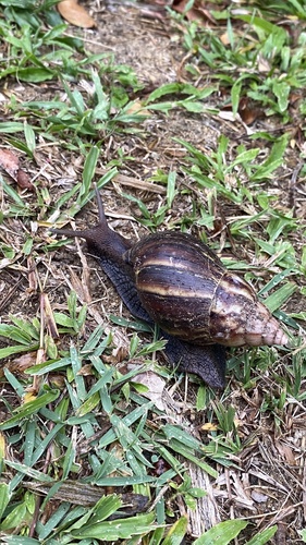 Lissachatina fulica