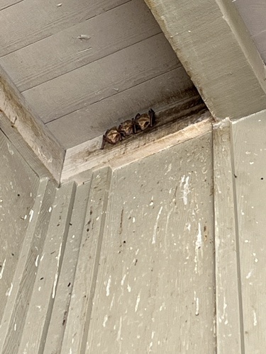 iNaturalist observation photo of Pallid Bat