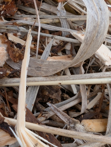 Eastern American Toad