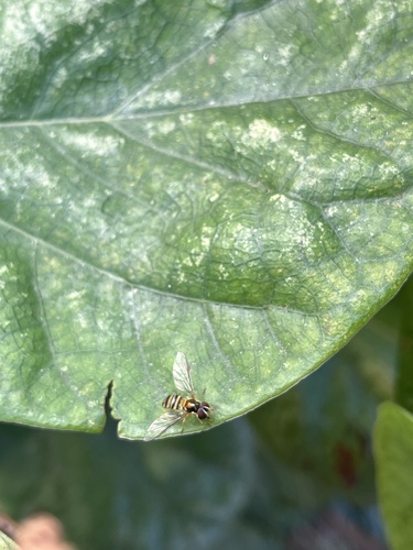 Unknown species found near S School St, Normal, IL, US