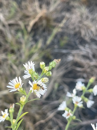Unknown species found near Dale St, Normal, IL, US