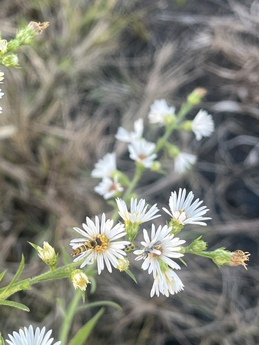 Unknown species found near Dale St, Normal, IL, US