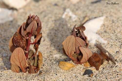 Rumex vesicarius