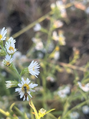 Unknown species found near Dale St, Normal, IL, US