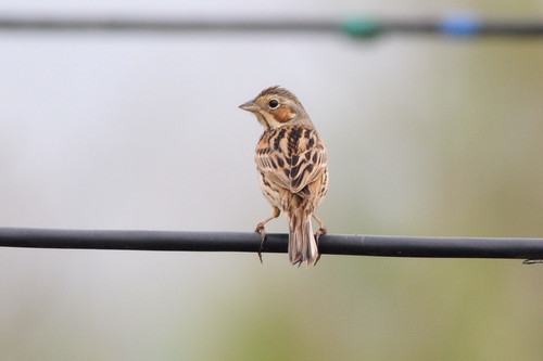 Chestnut-eared Bunting