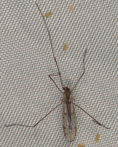 Unknown species found near Hancock County, IL, USA