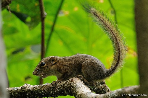 Lowland Slender Squirrel