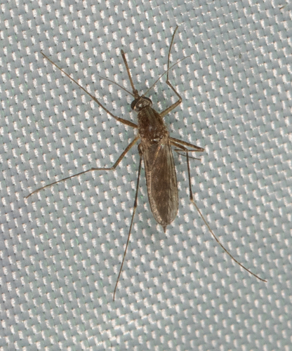 Unknown species found near Hancock County, IL, USA