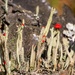 Cladonia macilenta - Photo (c) naturecandids, todos los derechos reservados, subido por naturecandids