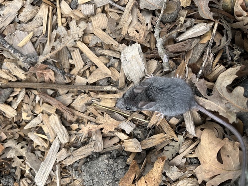 iNaturalist observation photo of North American Deer Mice
